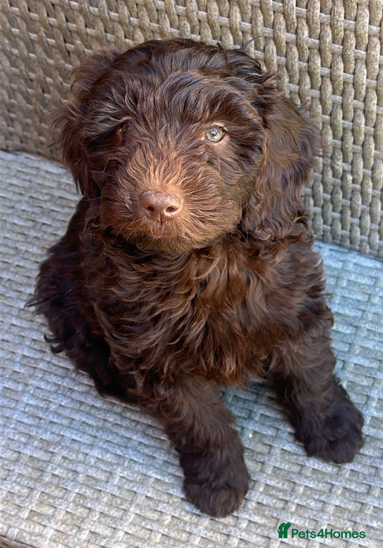 Labradoodle dogs Labradoodle puppy’s ready now  - Advert 3