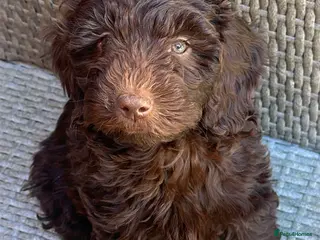 Labradoodle dogs Labradoodle puppy’s ready now - Advert 3