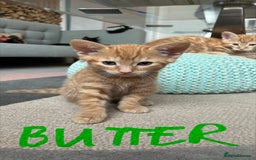 Mixed Breed cats for sale: Gorgeous Kittens - Image 9