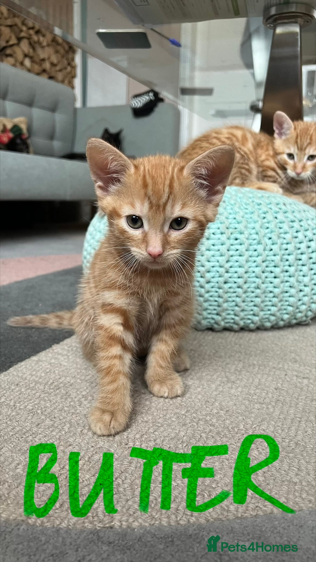 Mixed Breed cats for sale: Gorgeous Kittens - Image 9
