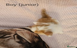 Mixed Breed cats for sale: British Long hair x kittens ONLY 4 FEMALES LEFT - Image 17