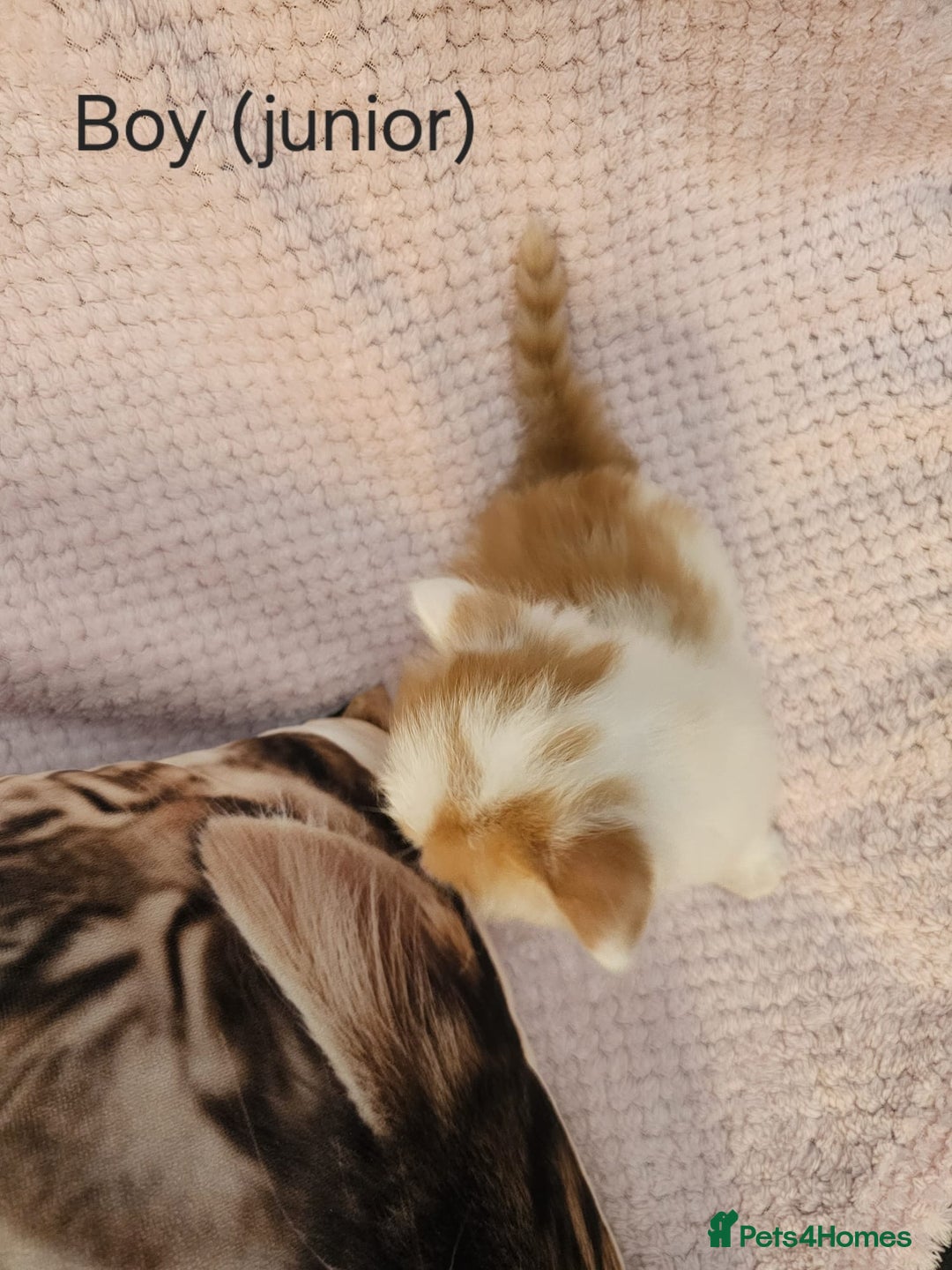 Mixed Breed cats for sale: British Long hair x kittens ONLY 4 FEMALES LEFT - Image 17