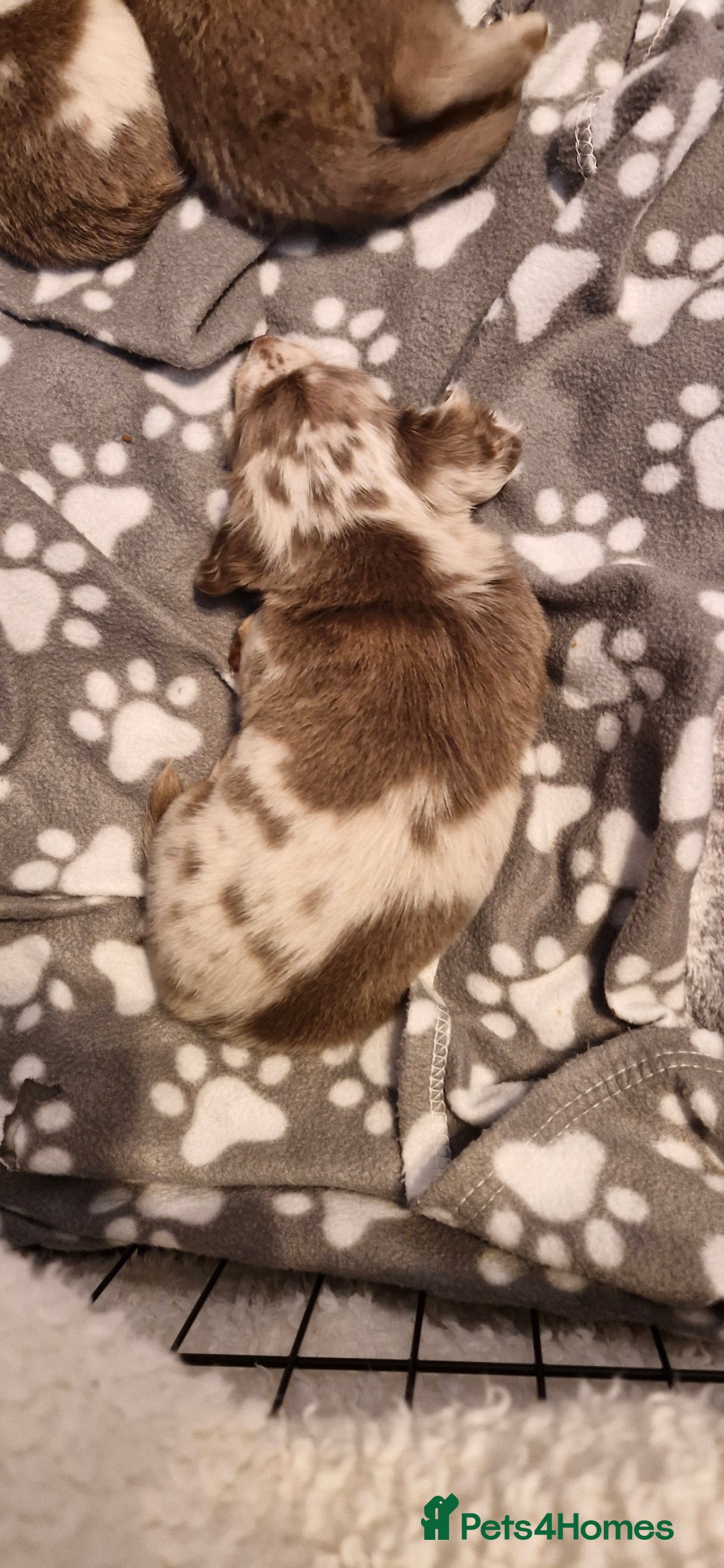 Miniature Dachshund dogs for sale: Longhaired miniature dachshunds  - Image 26