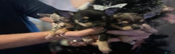 Chihuahua dogs for sale: Chihuahua puppys - Advert 10