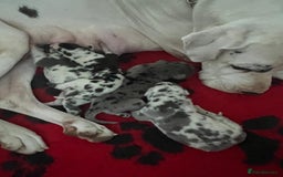 Great Dane dogs for sale: Purebred Great Dane Puppies – European Bloodline  - Image 15