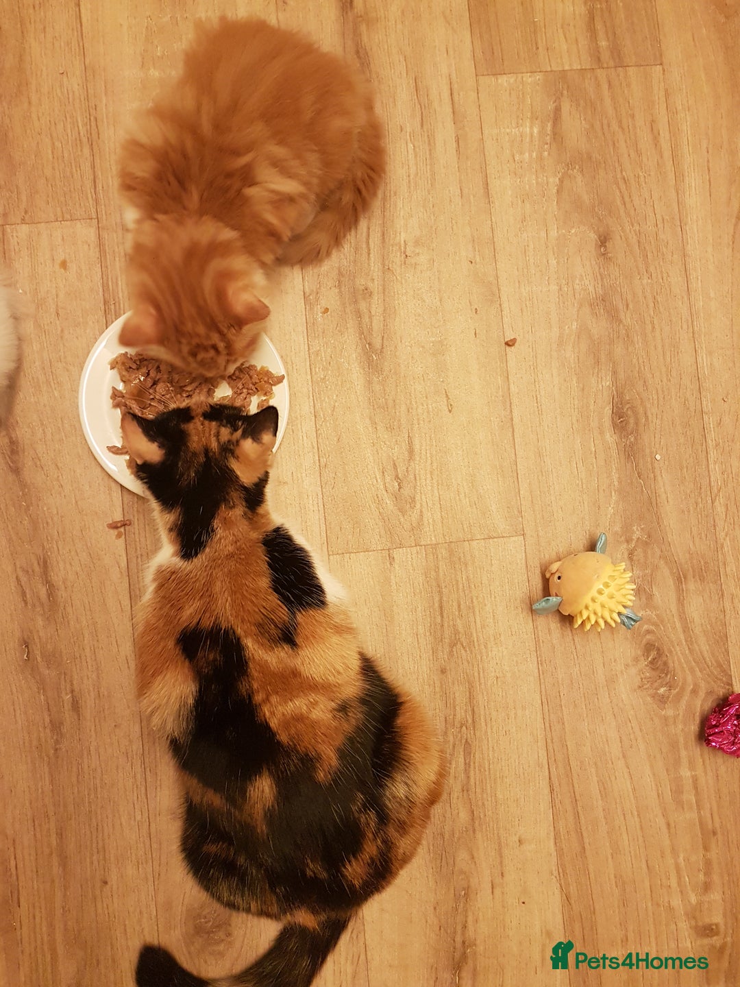 Mixed Breed cats for sale: Two male kittens. Possible delivery. - Advert 4
