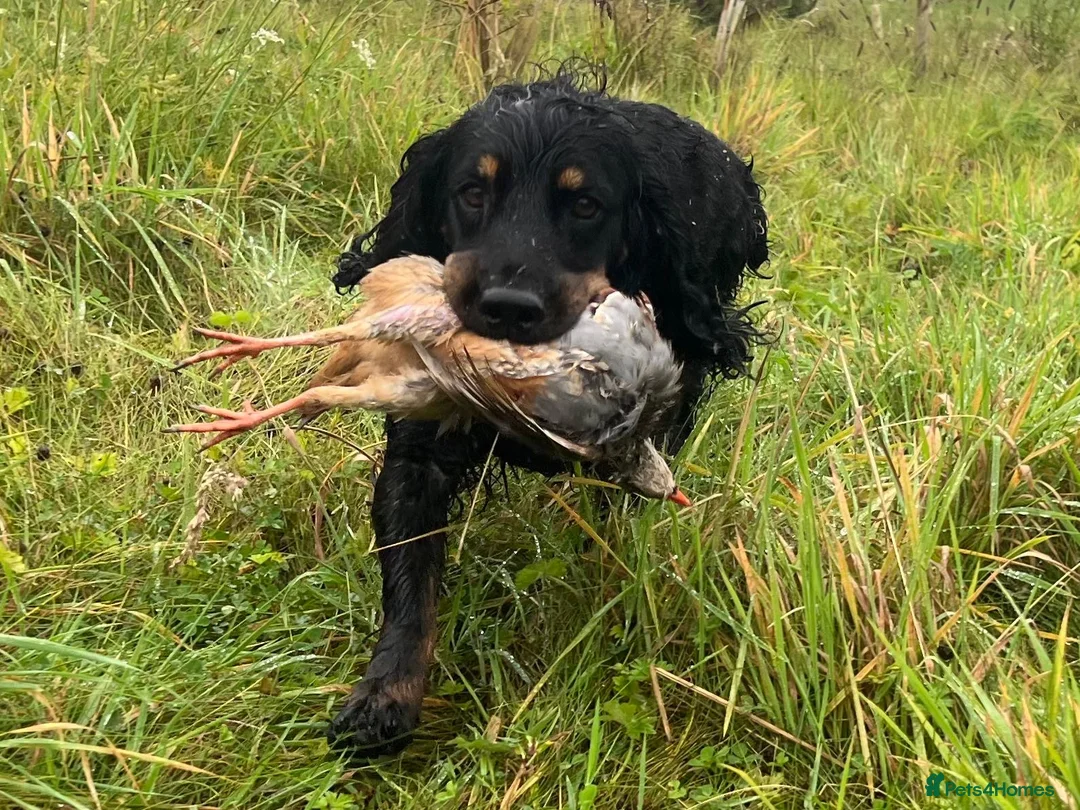 Cocker Spaniel dogs for stud: KC REGISTERED WORKING COCKER AVAILABLE AT STUD in New Milton - Advert 17