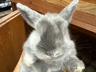 Mini Lion Lop rabbits one female mini lion lop for sale - Advert 1