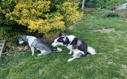 Siberian Husky dogs for sale: Two beautiful husky for rehoming  - Image 2