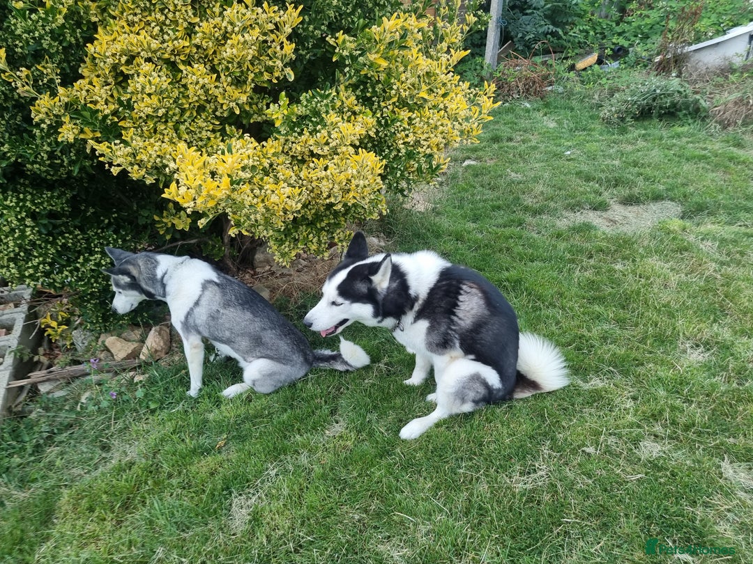 Siberian Husky dogs for sale: Two beautiful husky for rehoming  - Image 2