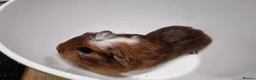 Guinea Pig rodents for sale: California x male and female Guinea pig babies  - Advert 18