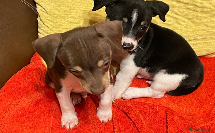 Jack Russell dogs - Advert 2
