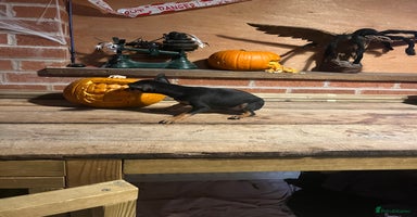 Miniature Pinscher dogs - Advert 3