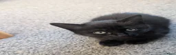 Mixed Breed cats for sale: 5 beautiful kittens in Newcastle upon Tyne - Advert 11