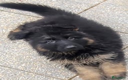 German Shepherd dogs for sale: Kennel Club Straight back GSD - Image 3