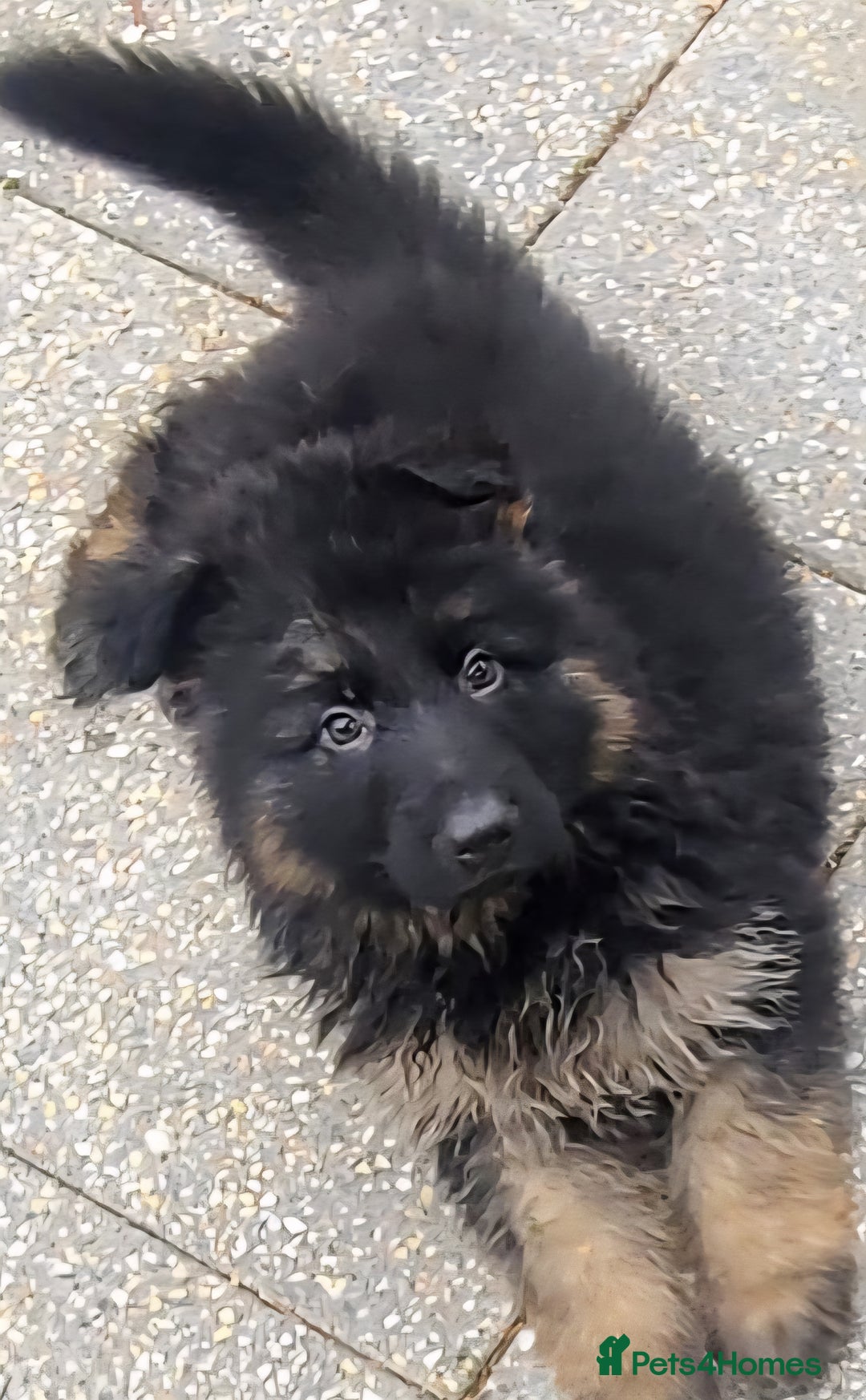 German Shepherd dogs for sale: Kennel Club Straight back GSD - Image 3