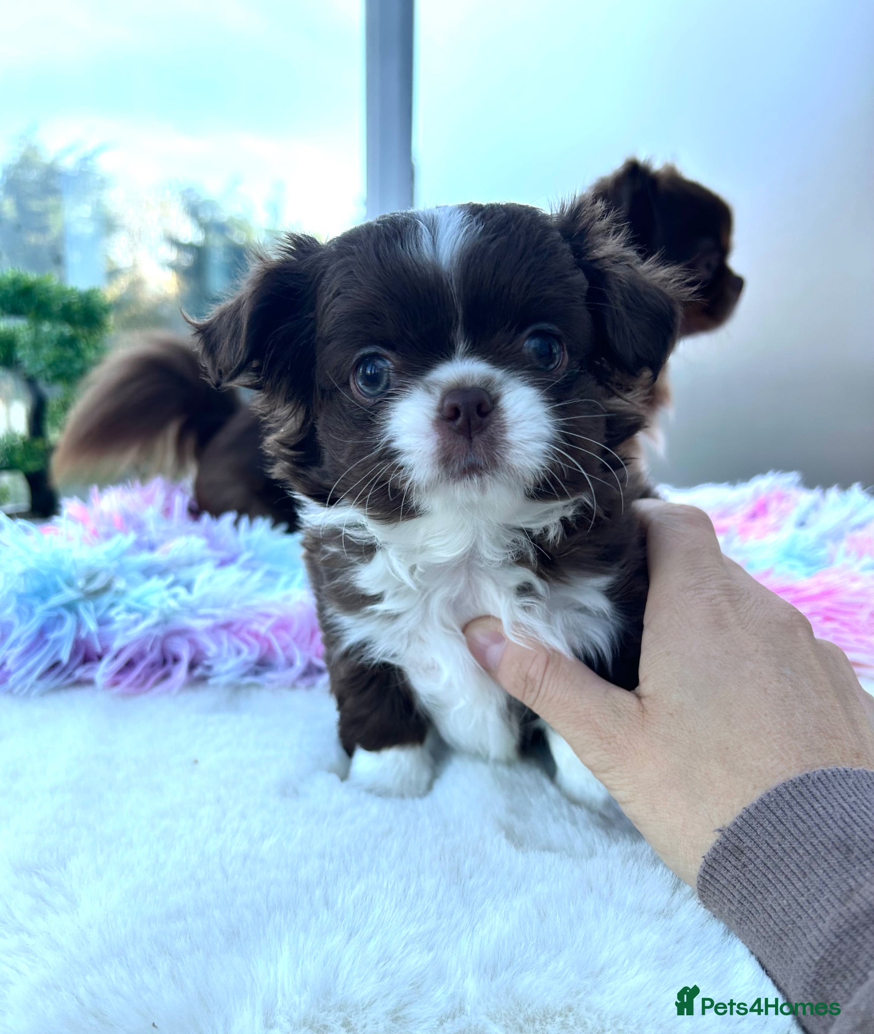 Chihuahua dogs LONG COAT KC CHIHUAHUA’S - Advert 17