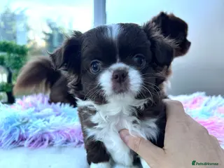 Chihuahua dogs LONG COAT KC CHIHUAHUA’S - Advert 17