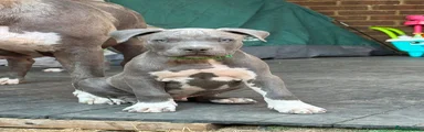 American Staffordshire Terrier 9