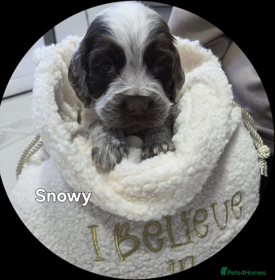 Cocker Spaniel dogs for sale: Cocker spaniels - Advert 5