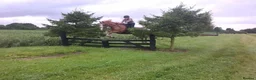 British Warmblood horses for sale: Warmblood X - Advert 5