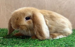 Mini Lop rabbits for sale: Beautiful friendly vaccinated Mini Lops - Image 4