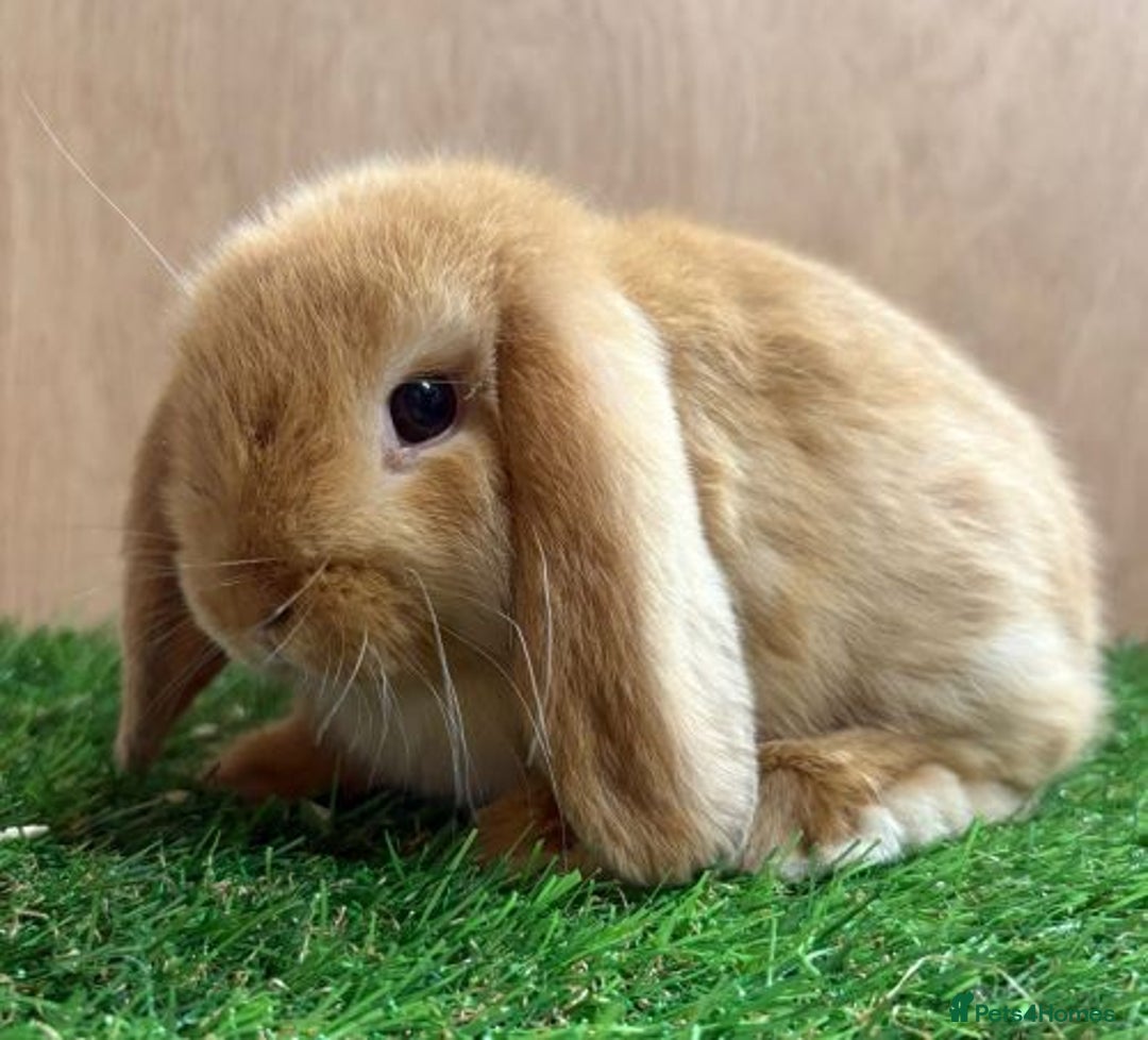 Mini Lop rabbits for sale: Beautiful friendly vaccinated Mini Lops - Image 4