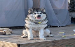 Alaskan Malamute dogs for sale: KC Alaskan malamute puppies champion lines - Image 8