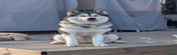 Alaskan Malamute dogs for sale: 2 left KC Alaskan malamute puppies champion lines - Advert 12