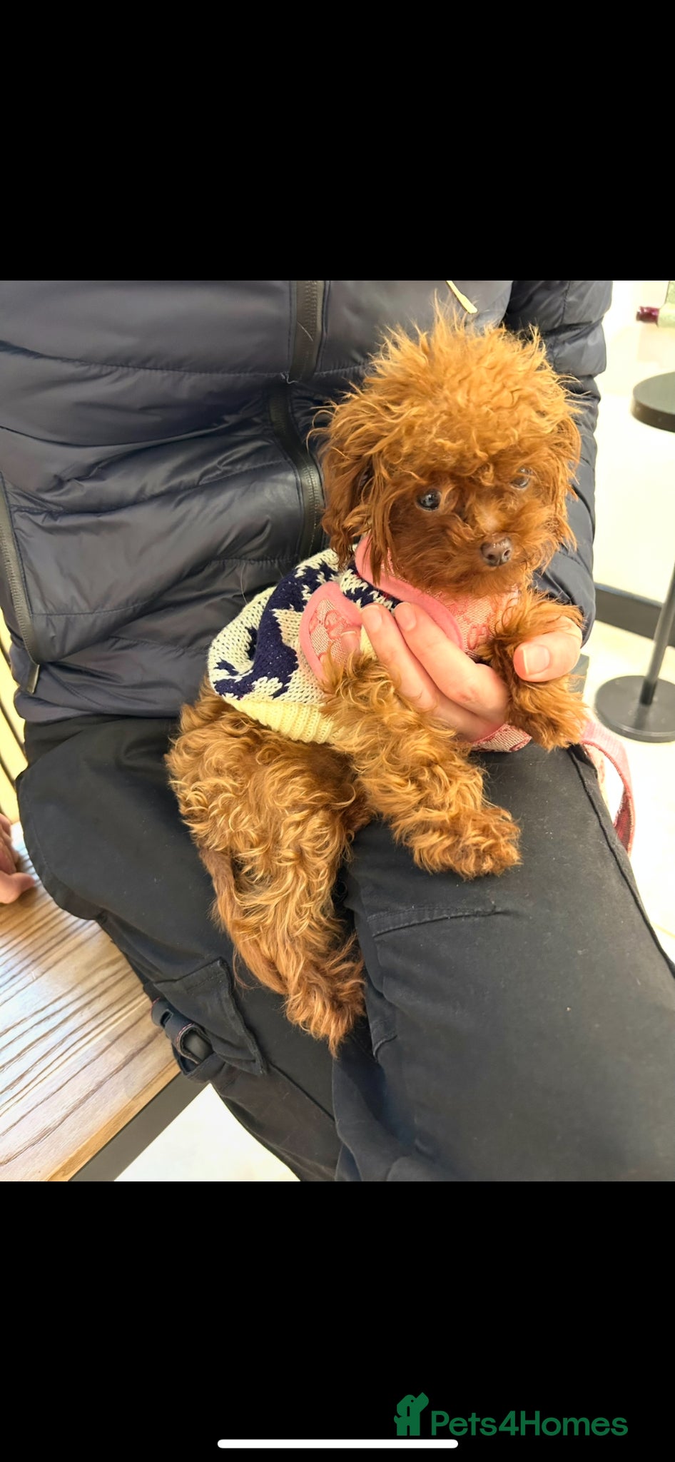 Toy Poodle dogs Asian Toy Poodle (1kg) - Advert 20