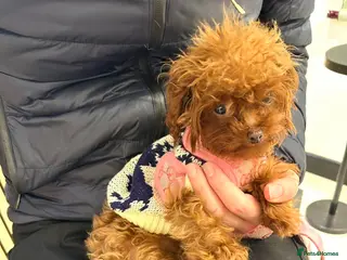 Toy Poodle dogs Asian Toy Poodle (1kg) - Advert 18