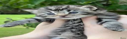 Mixed Breed cats for sale: Fluffy white and tabby super friendly kittens  in Rugby - Advert 8