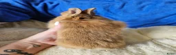 Netherland Dwarf rabbits for sale: Female Netherland Dwarf bunnies  - Advert 13