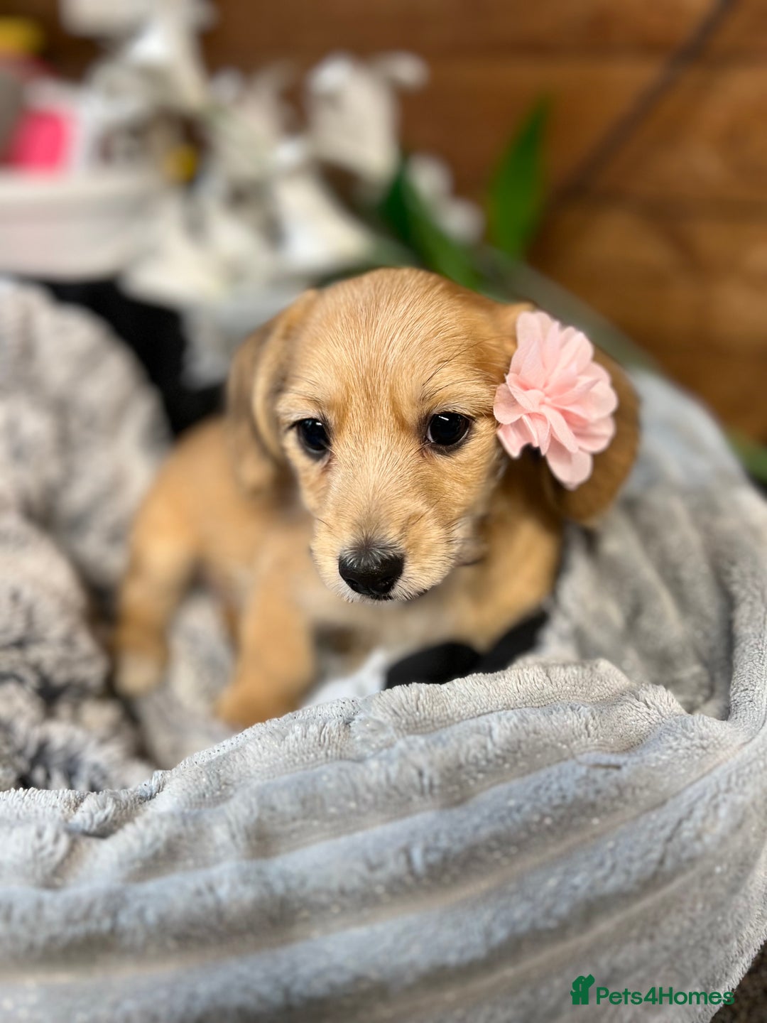 Chiweenie dogs for sale: Chiweenie  - Advert 1