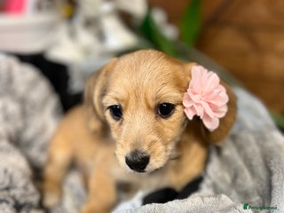 Chiweenie dogs Chiweenie - Advert 4