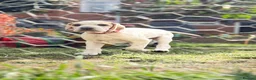 Pointer dogs for sale: Stunning Pedigree Pointer pups-will steal hearts - Advert 18