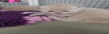 British Shorthair 1