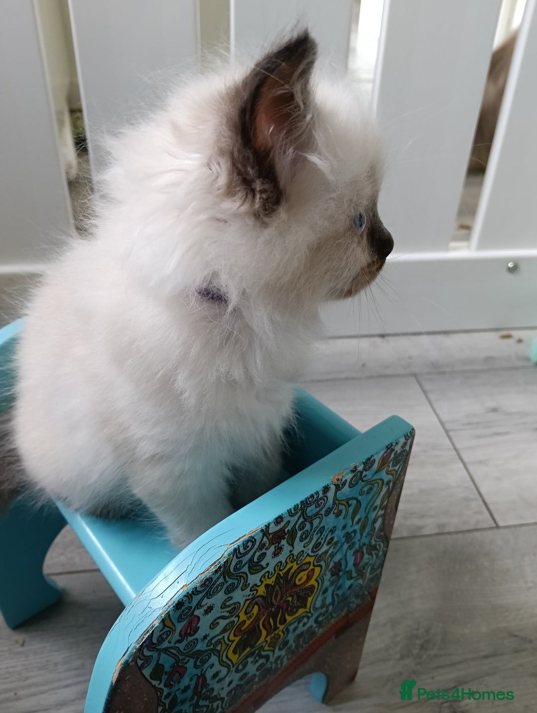 Ragdoll cats for sale: GCCF Reg'd Seal and Chocolate Ragdolls ready July  - Image 7
