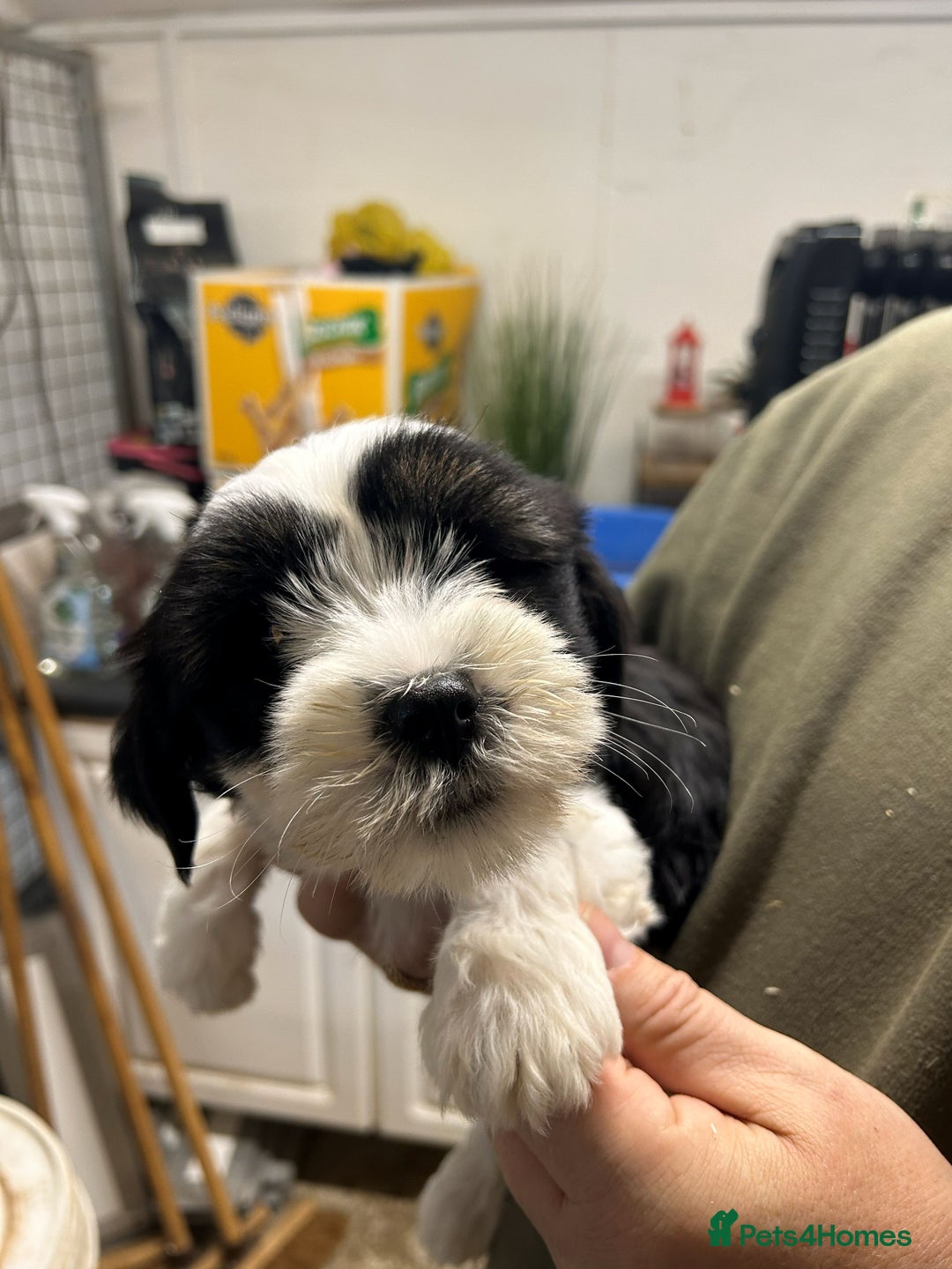 Tibetan Terrier dogs for sale: Araki Tibetan Terriers puppies for sale - Advert 11