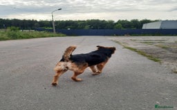 Mixed Breed dogs for adoption: 💖🐶 CHIKA 🐶💖 - Image 14