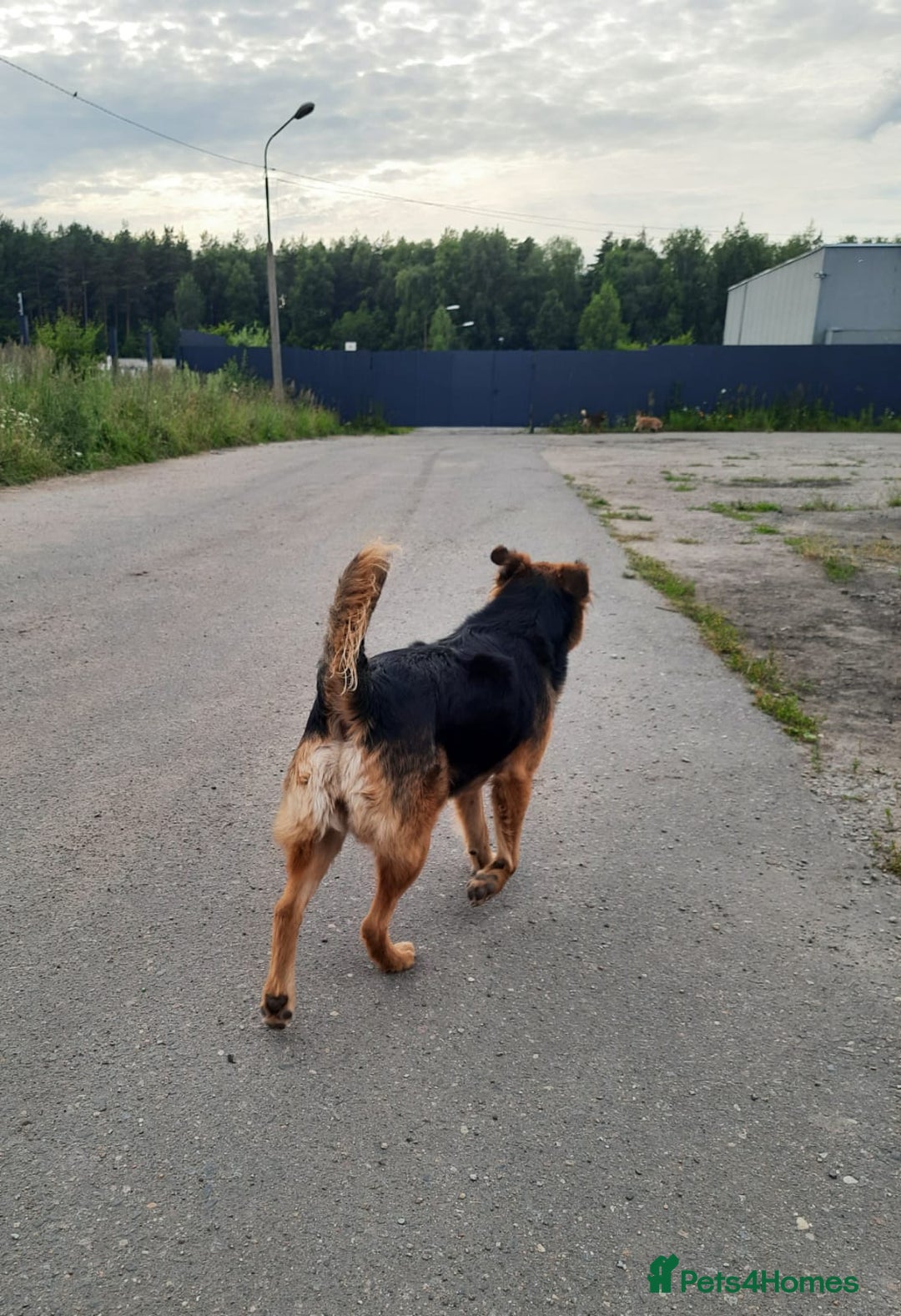 Mixed Breed dogs for adoption: 💖🐶 CHIKA 🐶💖 - Image 14