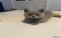 British Shorthair cats for sale: Beautiful  lilac and blue kittens 2 boys 1 girl - Image 7