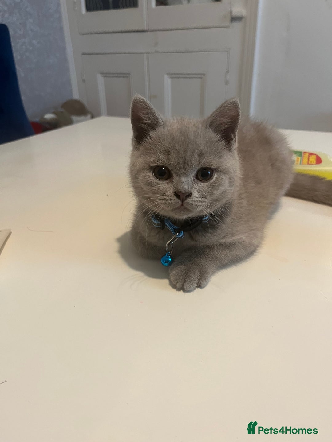 British Shorthair cats for sale: Beautiful  lilac and blue kittens 2 boys 1 girl - Image 7