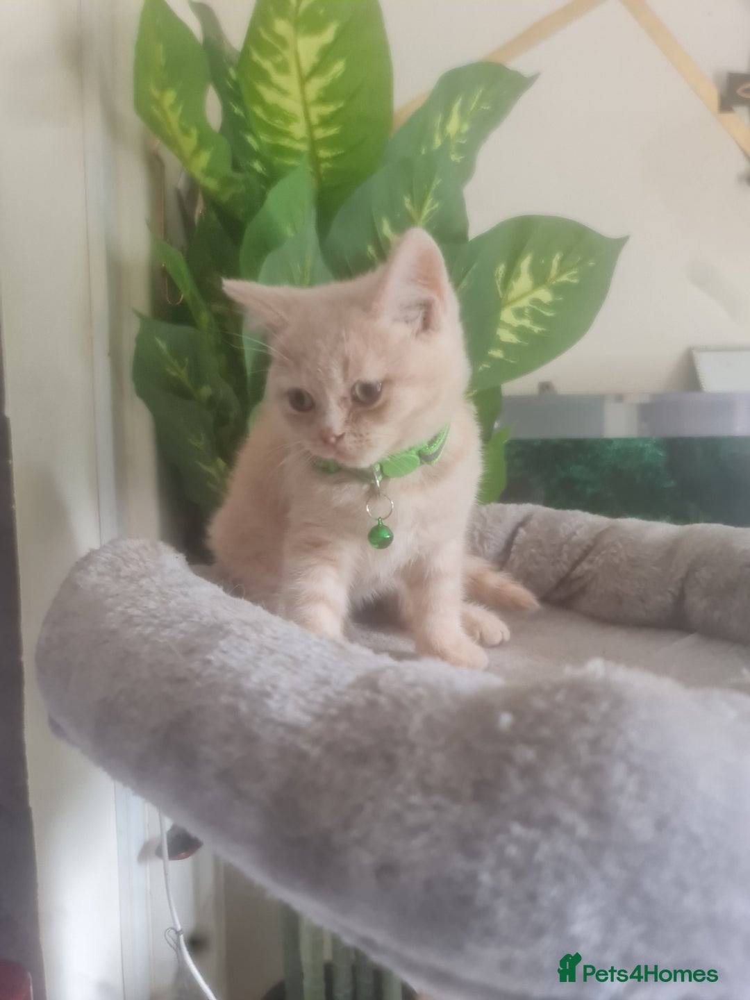 British Shorthair cats for sale: Adorable kittens  4 sweet home - Image 5