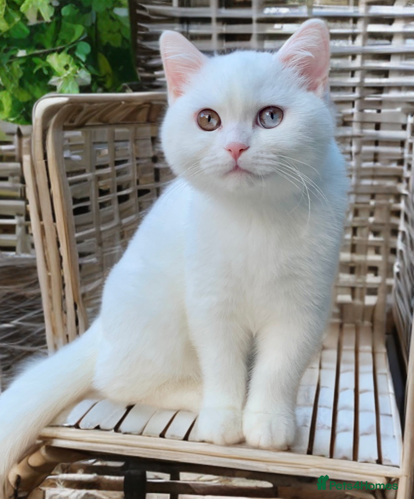 British Shorthair cats 🐻‍❄️*Quality Bsh kittens*Ready Now*🐻‍❄️ - Advert 2