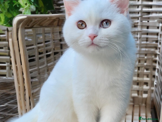 British Shorthair cats 🐻❄️*Quality Bsh kittens*Ready Now*🐻❄️ - Advert 13