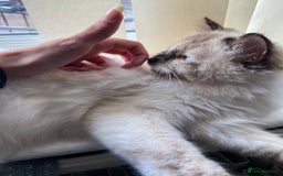 Ragdoll cats for sale: Flame Point Ragdoll mixed 2 years old - Image 2