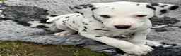 Dalmatian dogs for sale: 4 KC registered looking for their forever home in Livingston - Advert 6