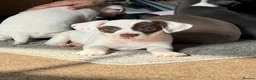 Mixed Breed dogs for sale: 13 weeks old French bulldog/cocker spaniels ❌ - Advert 8