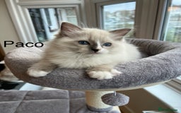 Ragdoll cats for sale: Beautiful Ragdoll kittens - Advert 4